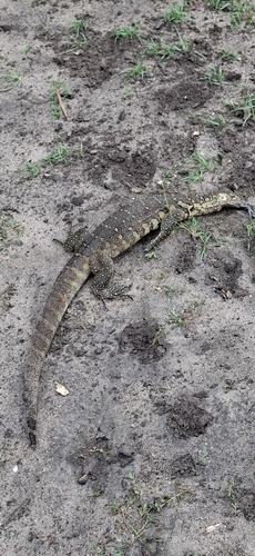 Nile Monitor