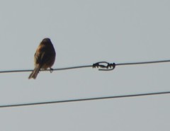 Emberiza cioides