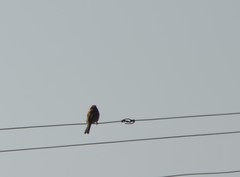 Emberiza cioides