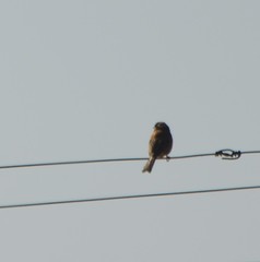 Emberiza cioides