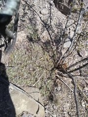 Coryphantha macromeris