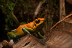 Black-Legged Poison Dart Frog photo 1