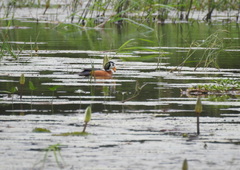 Nettapus auritus