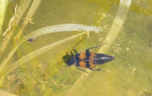 Nicrophorus basalis · iNaturalist