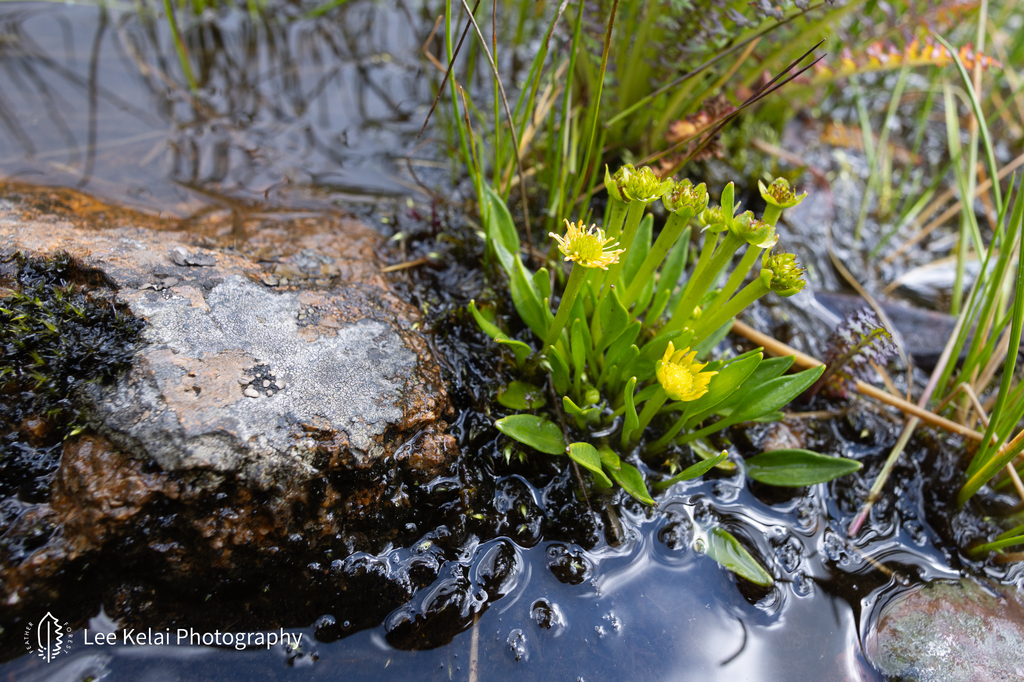 Oxygraphis tenuifolia