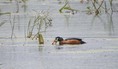 Nettapus auritus