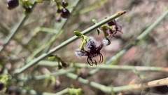 Periploca aphylla, photograph (c) Mahomed Desai, some rights reserved (CC BY)