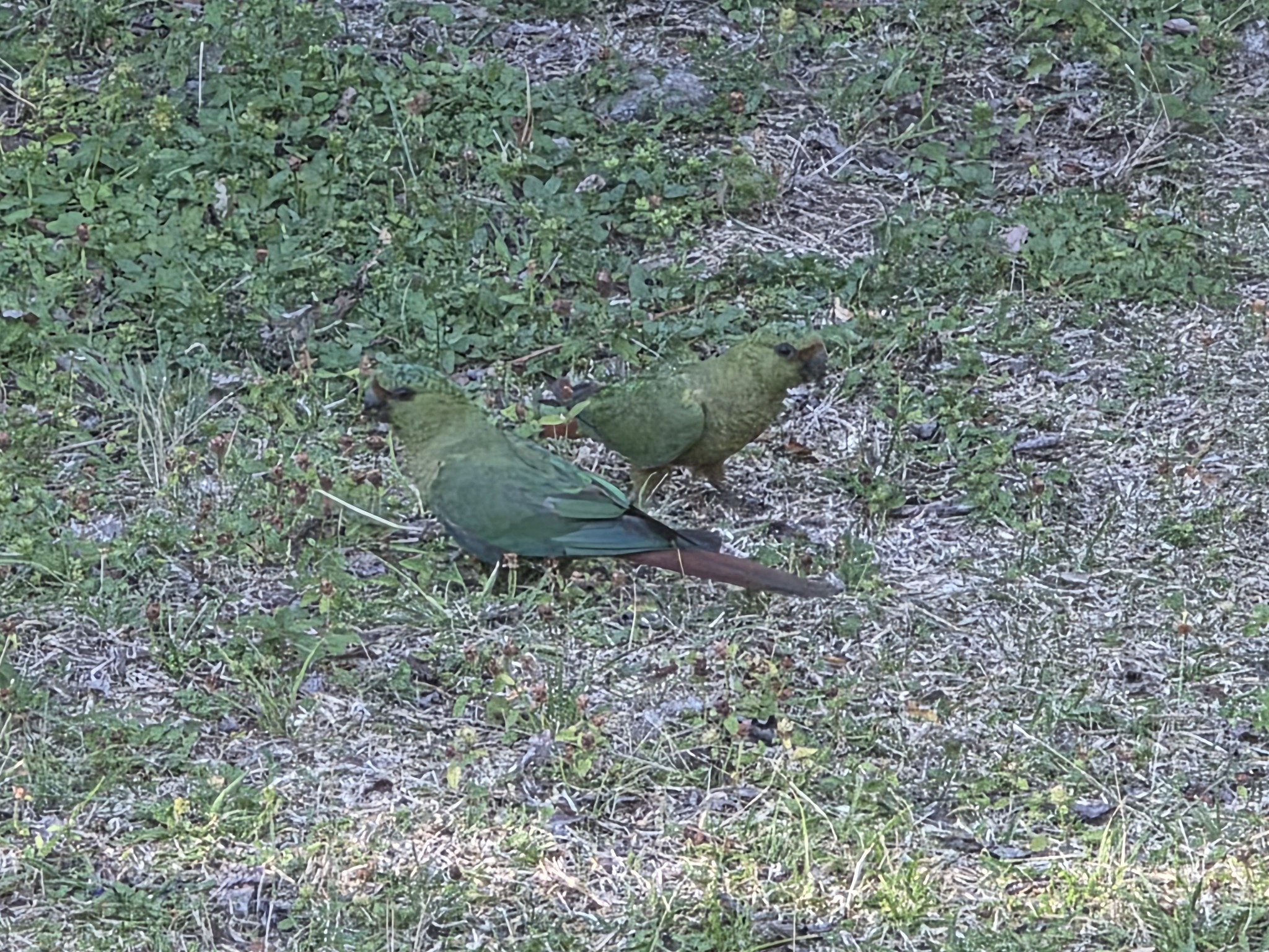 Austral Parakeet (Enicognathus ferrugineus), photo 5