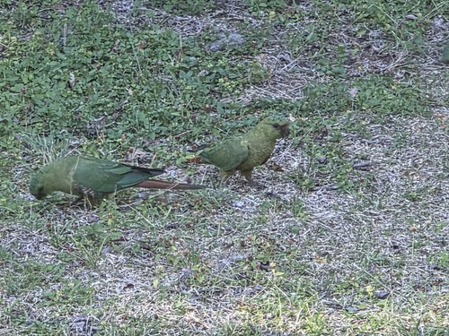 Austral Parakeet (Enicognathus ferrugineus), photo 6