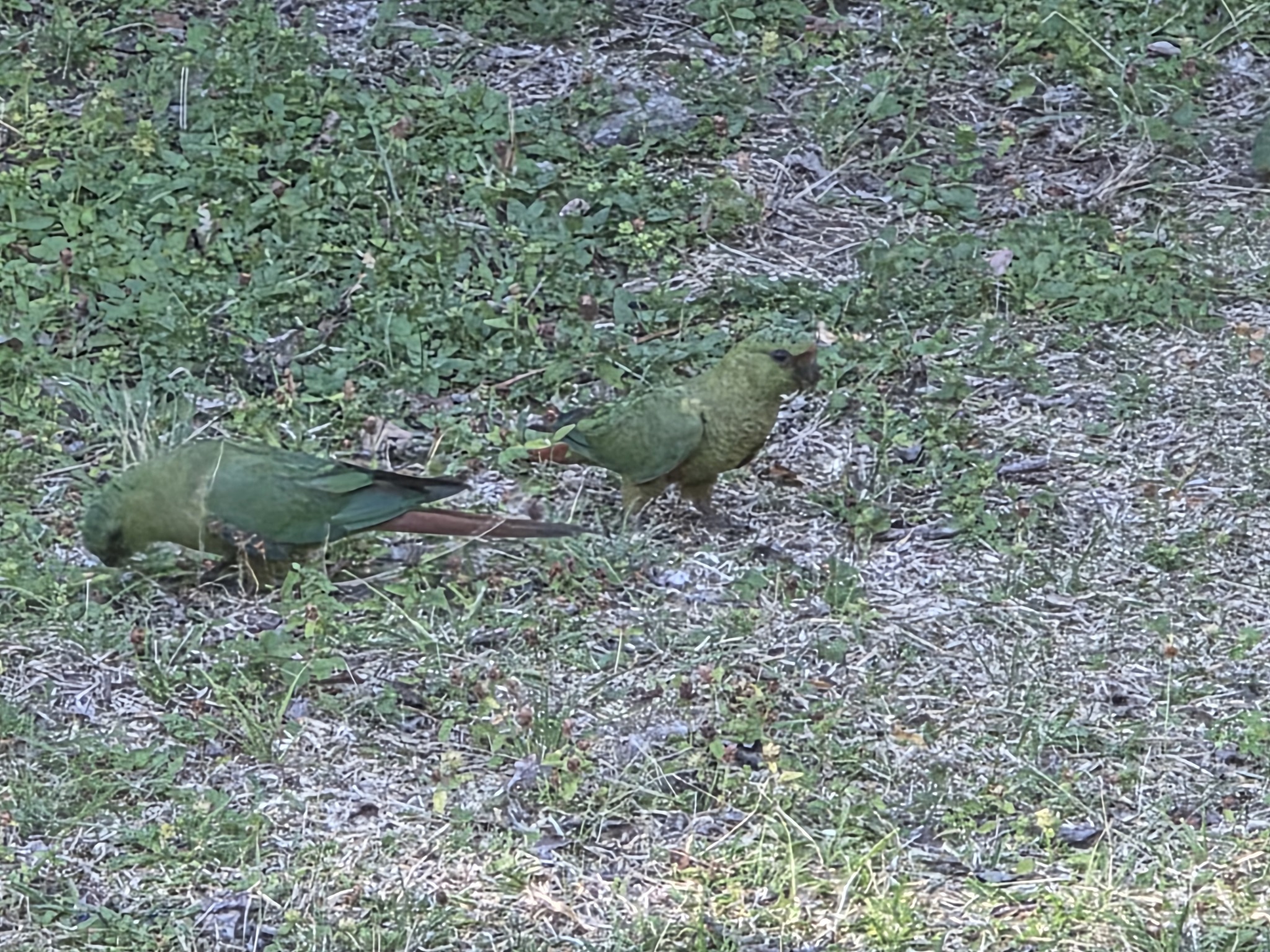 Austral Parakeet (Enicognathus ferrugineus), photo 6