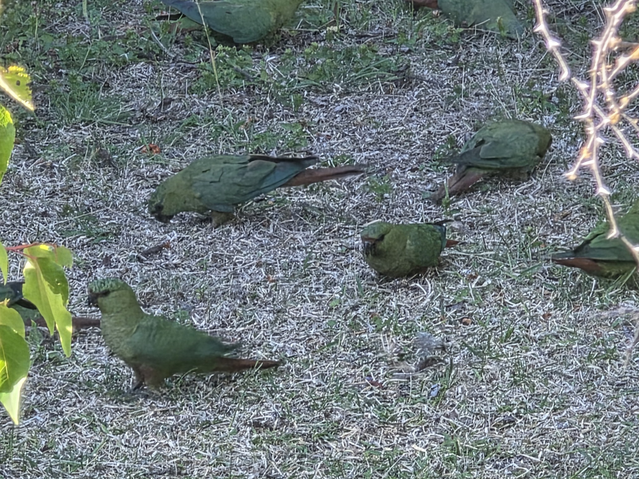 Austral Parakeet (Enicognathus ferrugineus), photo 7