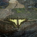 Mariposa Cometa Golondrina Amarilla - Photo (c) jaeger77b, algunos derechos reservados (CC BY-NC)