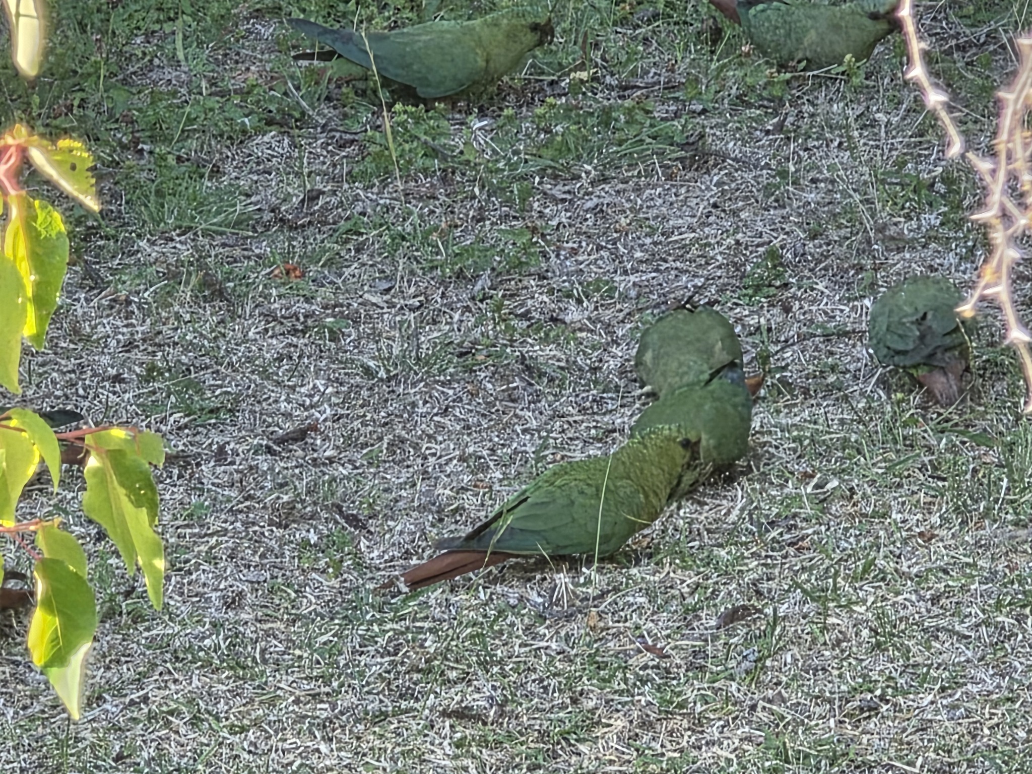 Austral Parakeet (Enicognathus ferrugineus), photo 8