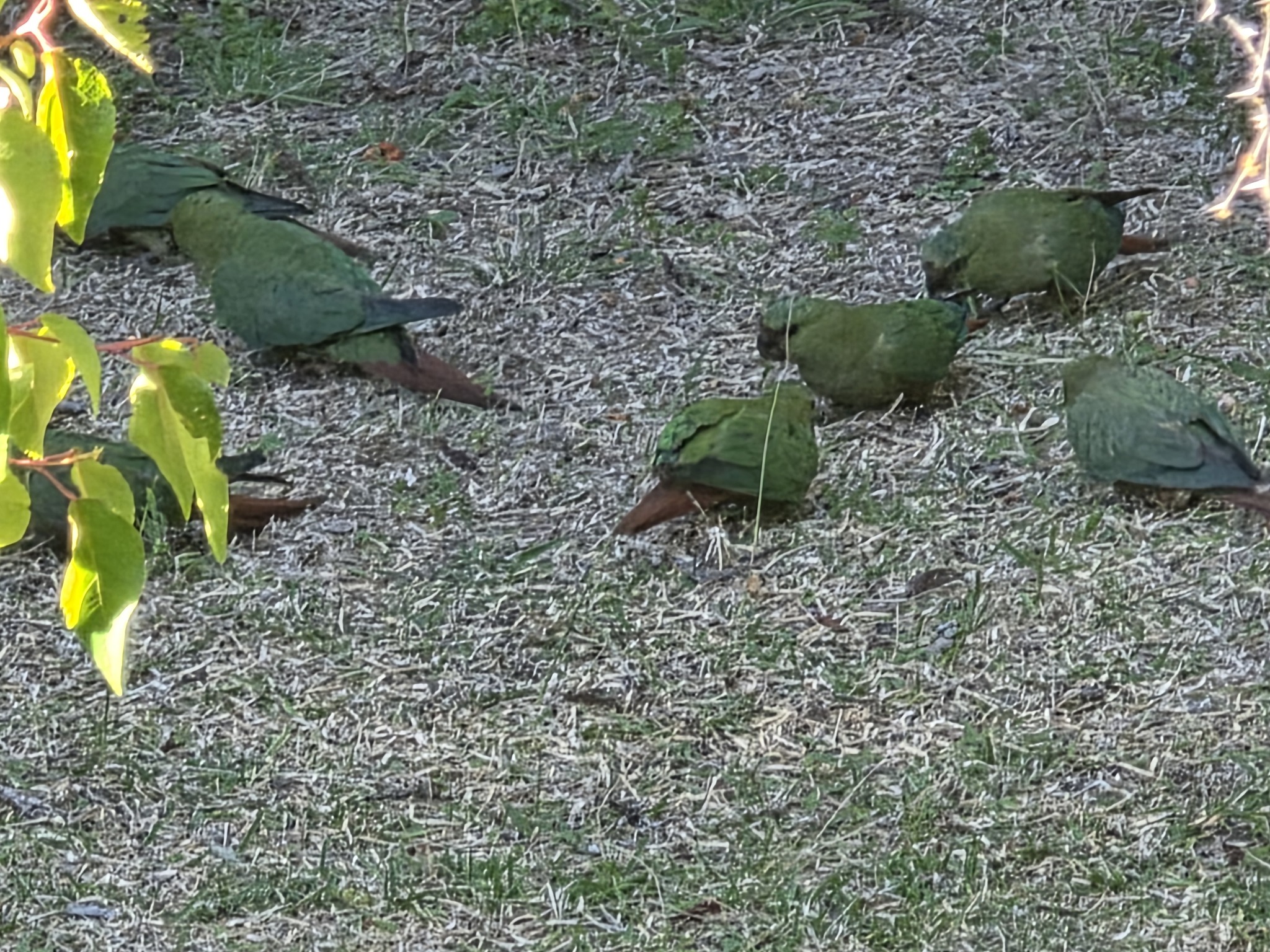 Austral Parakeet (Enicognathus ferrugineus), photo 10