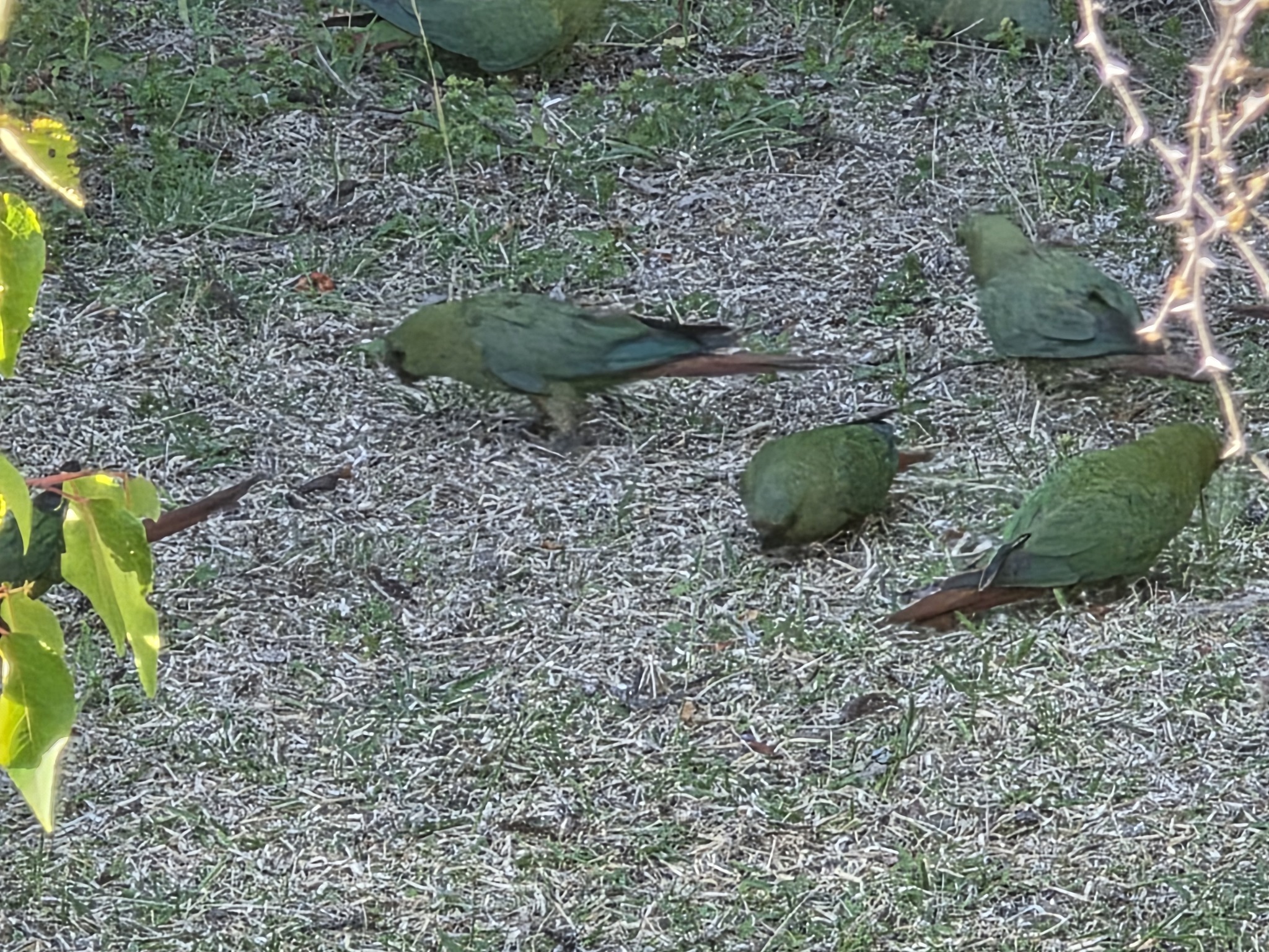 Austral Parakeet (Enicognathus ferrugineus), photo 9