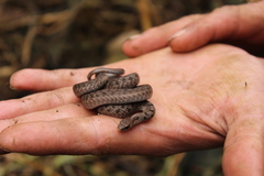 Storeria storerioides