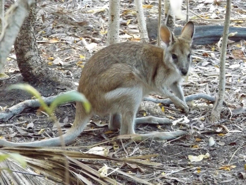 Agile Wallaby, photo 5 of 8