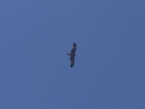 Black Kite