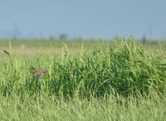 Ixobrychus eurhythmus