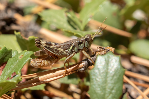 iNaturalist observation photo of Migratory Grasshopper