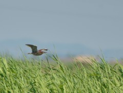 Ixobrychus eurhythmus