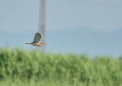 Ixobrychus eurhythmus