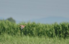 Ixobrychus eurhythmus