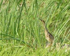 Ixobrychus eurhythmus