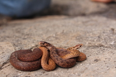 Storeria storerioides