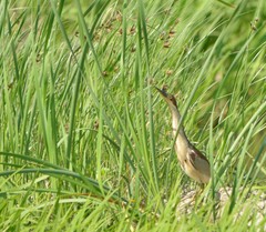 Ixobrychus eurhythmus
