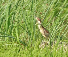 Ixobrychus eurhythmus