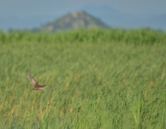 Ixobrychus eurhythmus