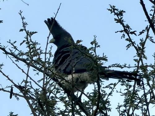 White-bellied Go-away-bird
