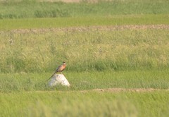 Phasianus colchicus karpowi