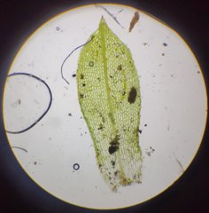 Physcomitrium pyriforme