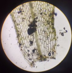 Physcomitrium pyriforme