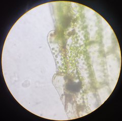 Physcomitrium pyriforme