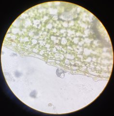 Physcomitrium pyriforme