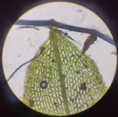 Physcomitrium pyriforme