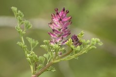 Fumaria densiflora