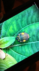 Pachycoris torridus