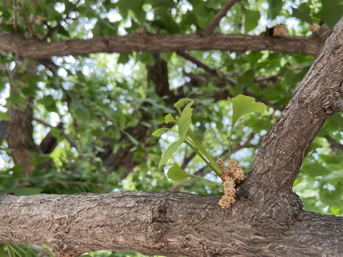 ginkgo