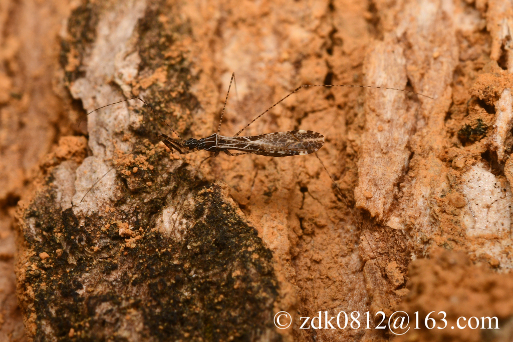 Empicoris egregius