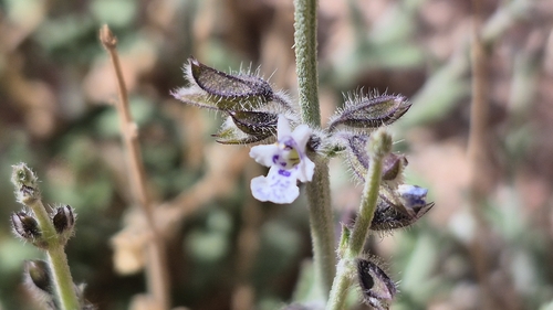 Egyptian sage (Salvia aegyptiaca)