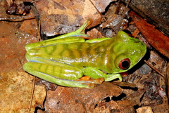 Agalychnis saltator