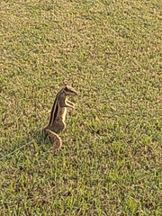Funambulus pennantii