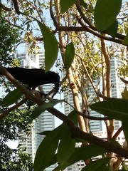 Corvus macrorhynchos