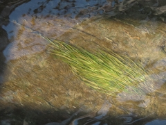 Potamogeton pusillus