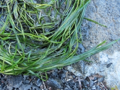 Potamogeton pusillus