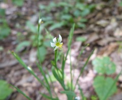 Sisyrinchium dichotomum